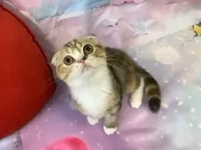 スコティッシュフォールド(折れ耳)【大阪府・女の子・2025年7月27日・ブラウンパッチドタビー&ホワイト】の写真7