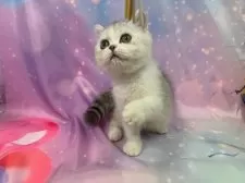 スコティッシュフォールド(立ち耳)【大阪府・男の子・2025年7月17日・シルバータビー&ホワイト】の写真7