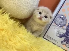 スコティッシュフォールド(折れ耳)【大阪府・男の子・2025年3月25日・クリームタビー】の写真14