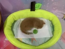 スコティッシュフォールド(立ち耳)【大阪府・男の子・2025年9月25日・レッドタビー】の写真14