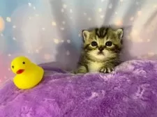 スコティッシュフォールド(立ち耳)【大阪府・男の子・2025年11月11日・ブラウンタビー】の写真14