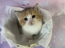 マンチカン(短足)【大阪府・女の子・2025年9月27日・キャリコ】の写真14