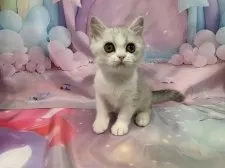 スコティッシュフォールド(立ち耳)【大阪府・女の子・2025年8月1日・シルバータビー&ホワイト】の写真6