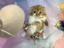 スコティッシュフォールド(折れ耳)【大阪府・男の子・2025年8月20日・レッドタビー&ホワイト】の写真14