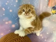 スコティッシュフォールド(折れ耳)【大阪府・男の子・2025年8月20日・レッドタビー&ホワイト】の写真4