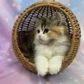 スコティッシュフォールド(立ち耳)【大阪府・女の子・2025年8月10日・キャリコ】の写真14