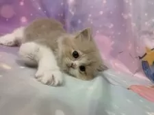 スコティッシュフォールド(立ち耳)【大阪府・男の子・2025年8月31日・クリームタビー&ホワイト】の写真14