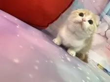 スコティッシュフォールド(折れ耳)【大阪府・女の子・2025年9月3日・クリームタビー&ホワイト】の写真11