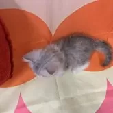 スコティッシュフォールド(立ち耳)【大阪府・女の子・2025年8月1日・シルバータビー&ホワイト】の写真15