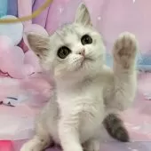 スコティッシュフォールド(立ち耳)【大阪府・女の子・2025年8月1日・シルバータビー&ホワイト】の写真3