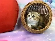 スコティッシュフォールド(折れ耳)【大阪府・女の子・2025年7月27日・ブラウンパッチドタビー&ホワイト】の写真3