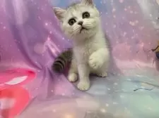 スコティッシュフォールド(立ち耳)【大阪府・男の子・2025年7月17日・シルバータビー&ホワイト】の写真8