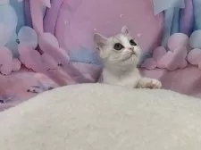 スコティッシュフォールド(立ち耳)【大阪府・女の子・2025年8月1日・シルバータビー&ホワイト】の写真2