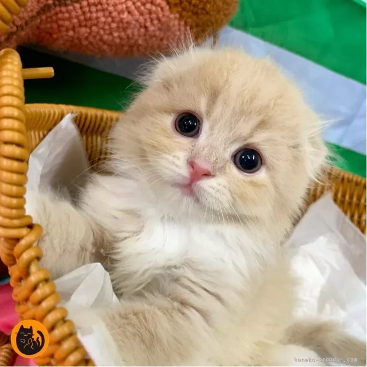 おかだ 様のお迎えした子猫