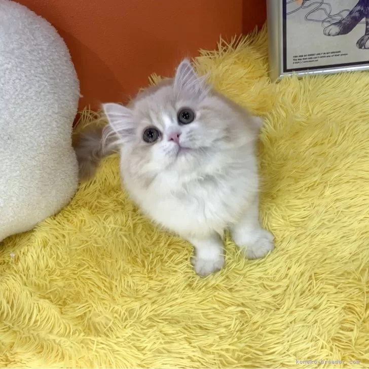 ID:2504-03516の子猫