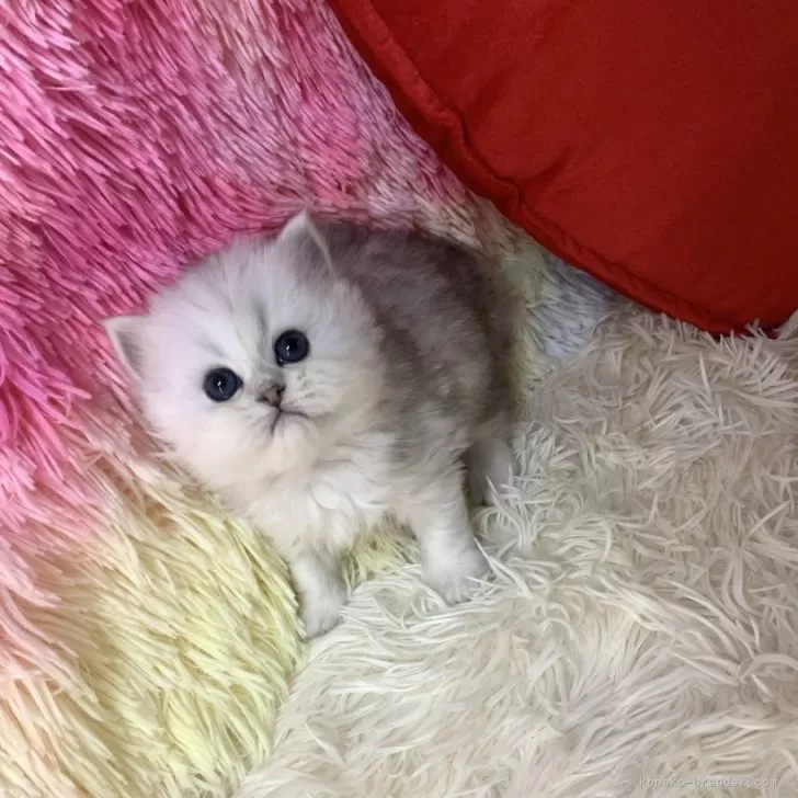 E.Ｉ 様のお迎えした子猫