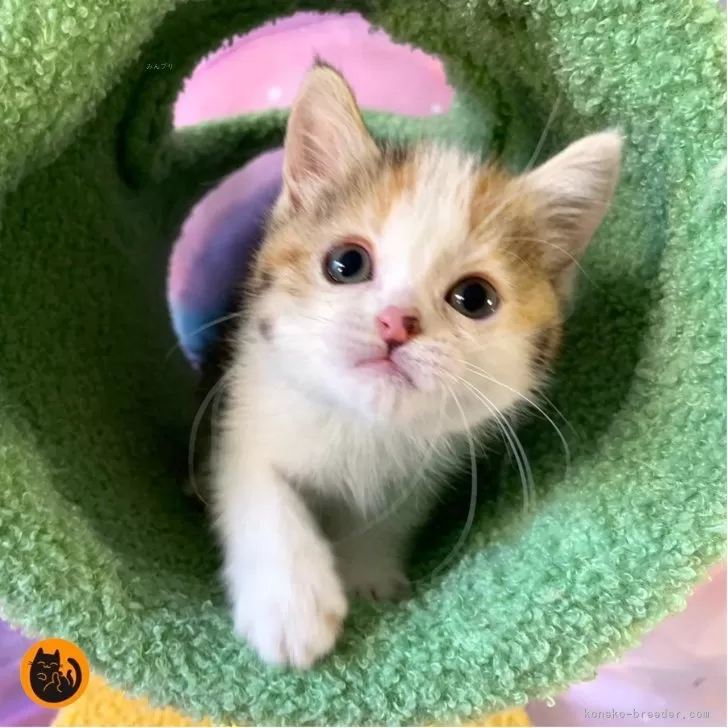 H.Y 様のお迎えした子猫