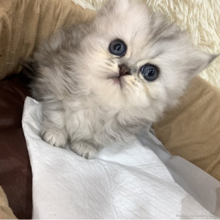 ブリーダー画像