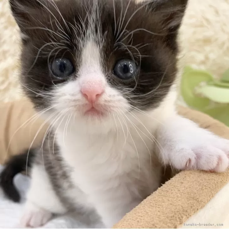 ID:2505-01608の子猫