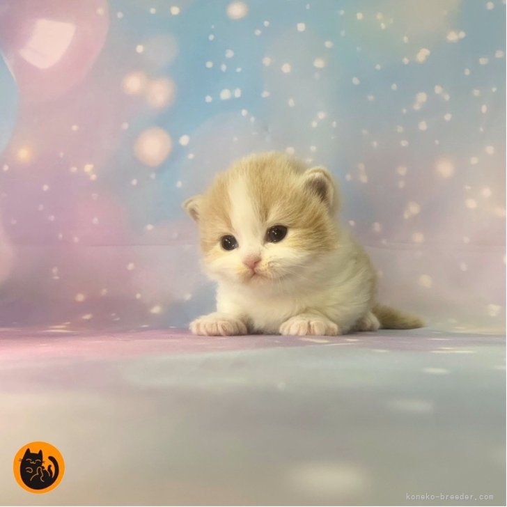 ブリーダー画像