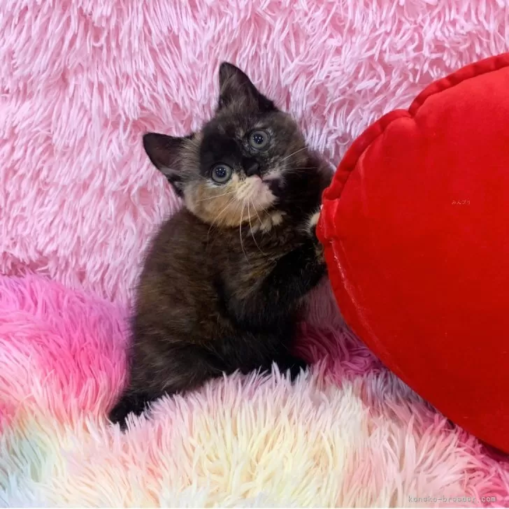 ID:2505-01717の子猫