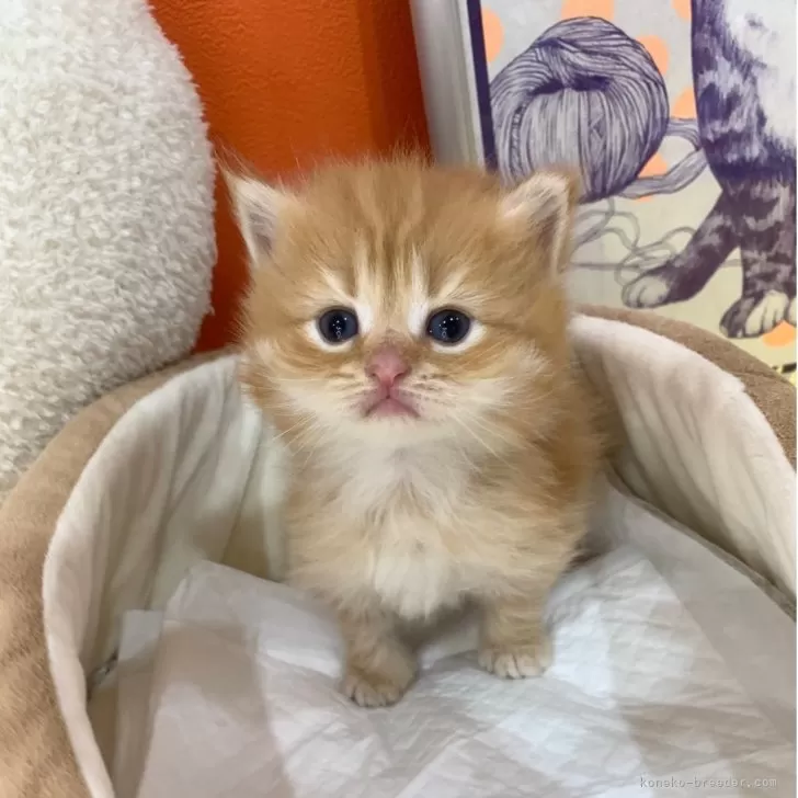 ID：2504-01949の子猫