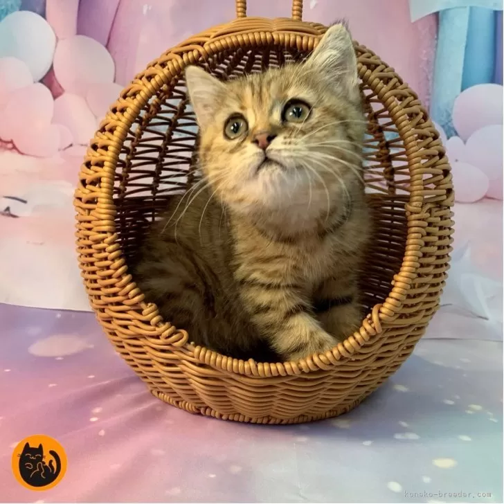 S.Y 様のお迎えした子猫