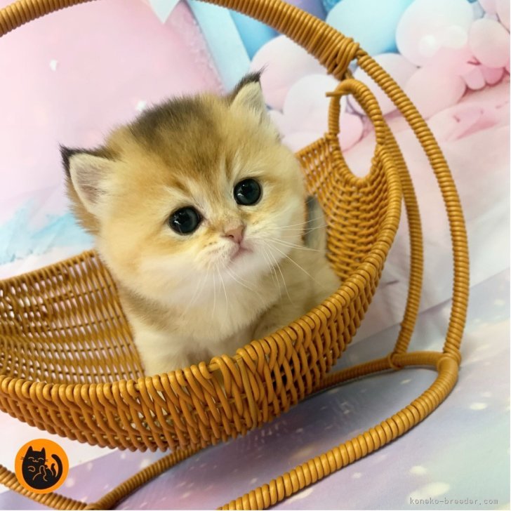 ブリーダー画像