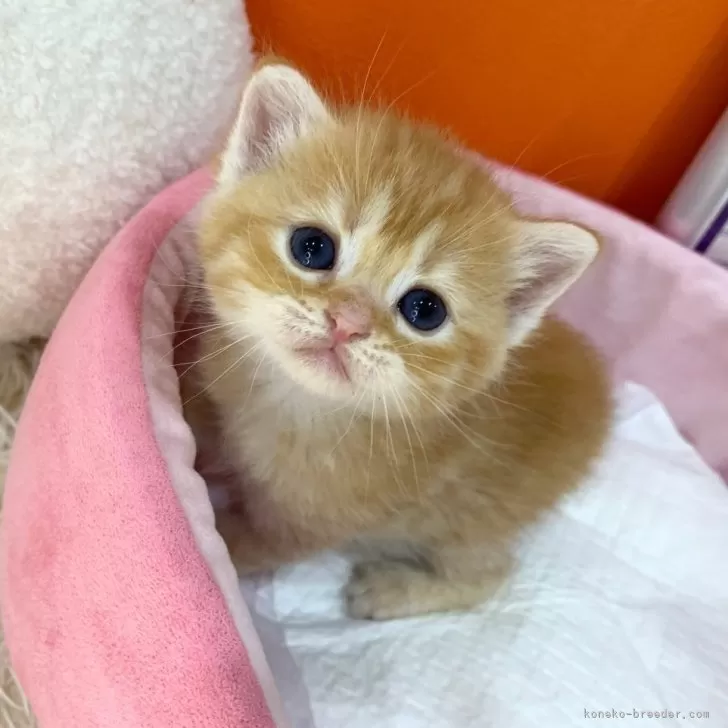 ID:2504-01948の子猫