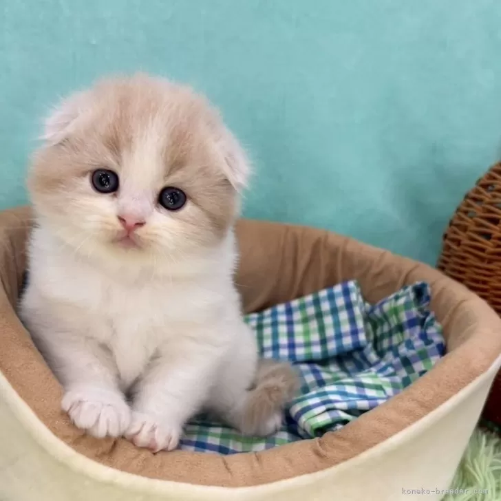 M.I 様のお迎えした子猫