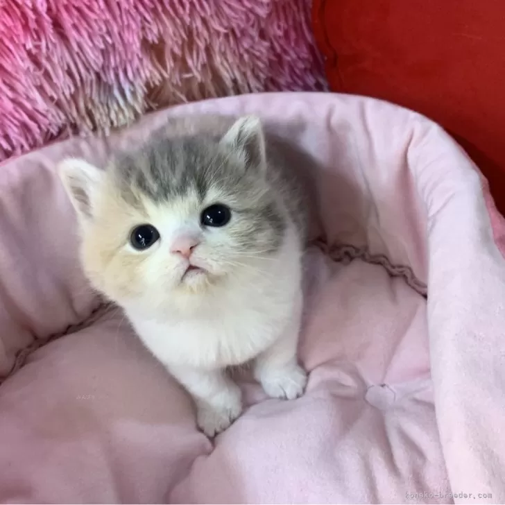 ID:2503-01479の子猫
