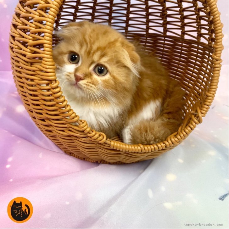 ブリーダー画像