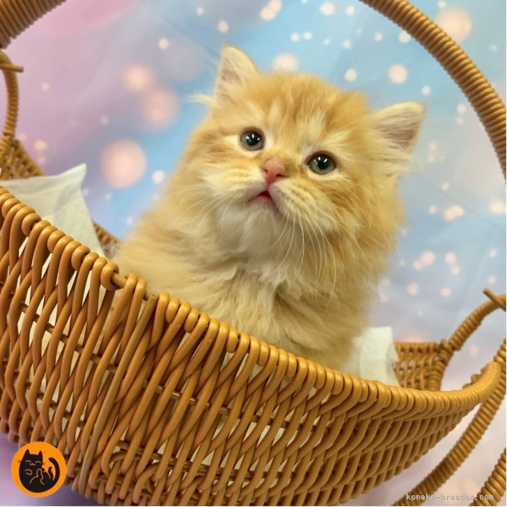 ブリーダー画像