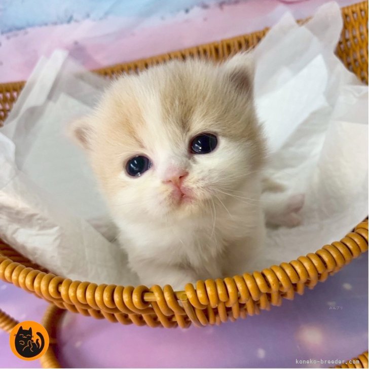 ブリーダー画像