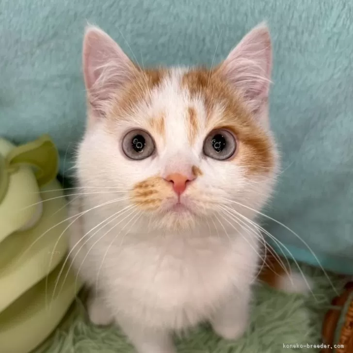 ID:2503-01624の子猫