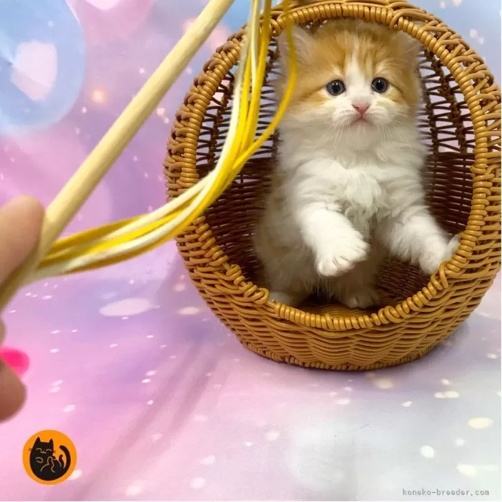 H.Ｉ 様のお迎えした子猫