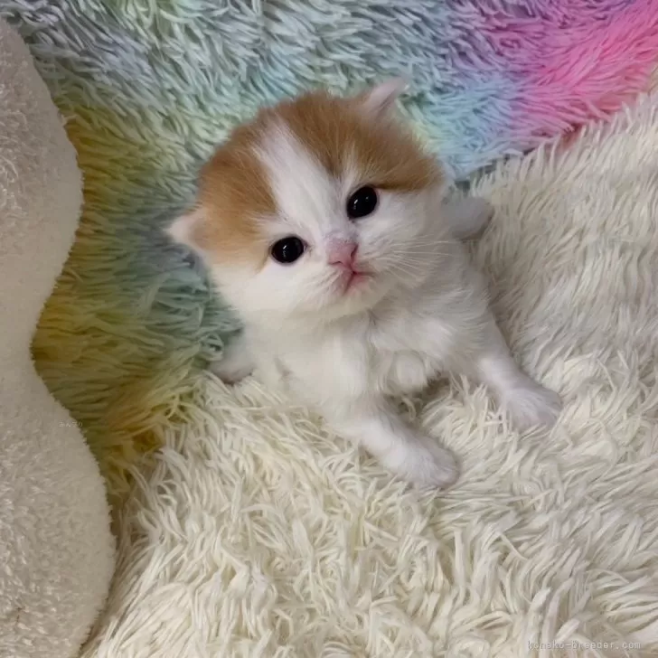 ID：2502-00424の子猫