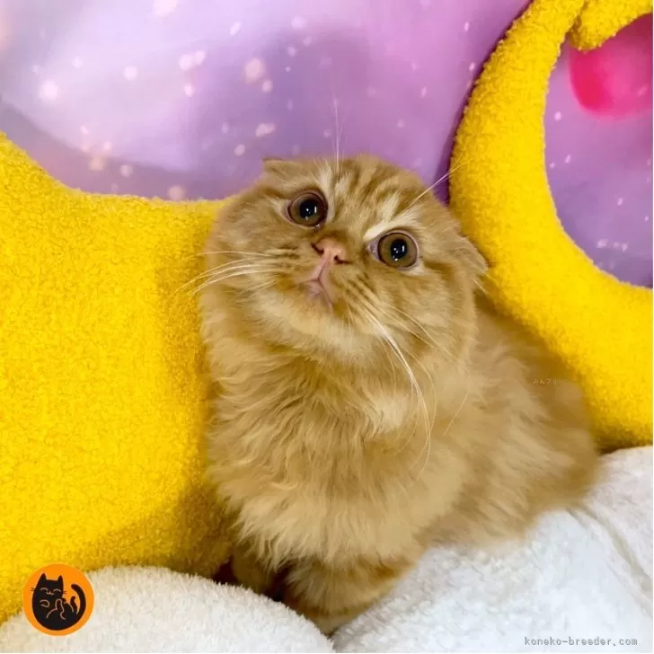 スコティッシュフォールド(折れ耳)【大阪府・男の子・2025年6月28日・レッドタビー】の写真1