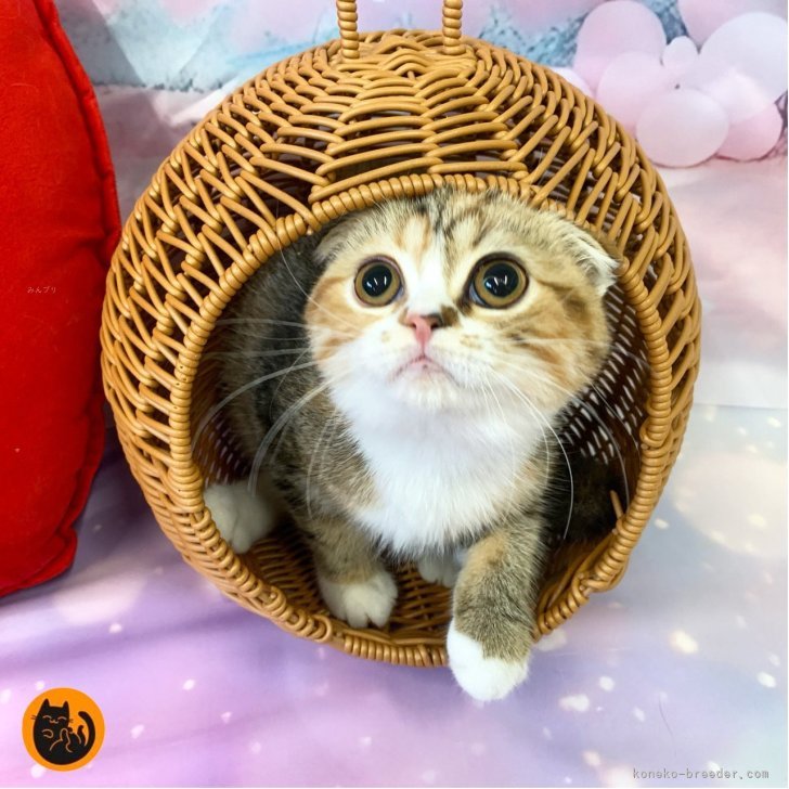 ブリーダー画像