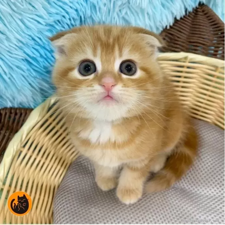 すこまま 様のお迎えした子猫
