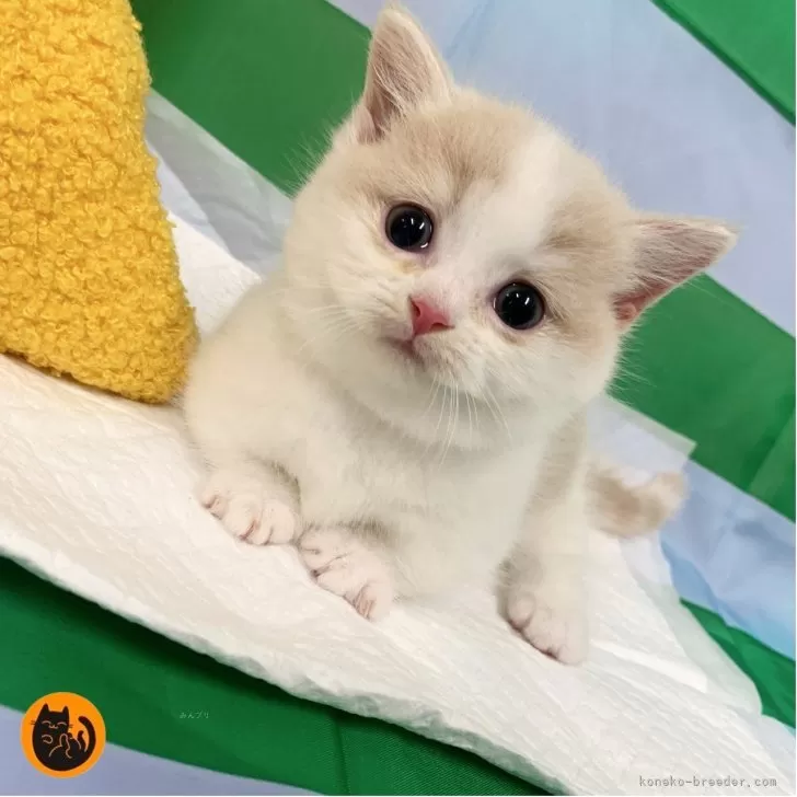 ID:2509-01011の子猫