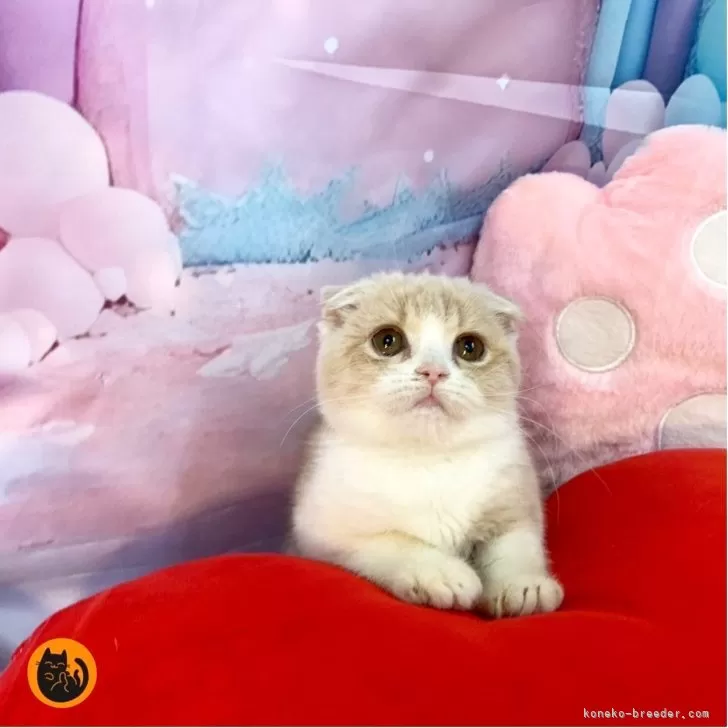 E.J 様のお迎えした子猫