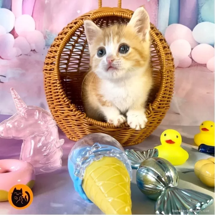 M.K 様のお迎えした子猫