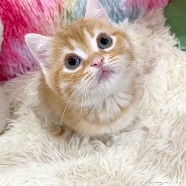 ID：2504-01947の子猫