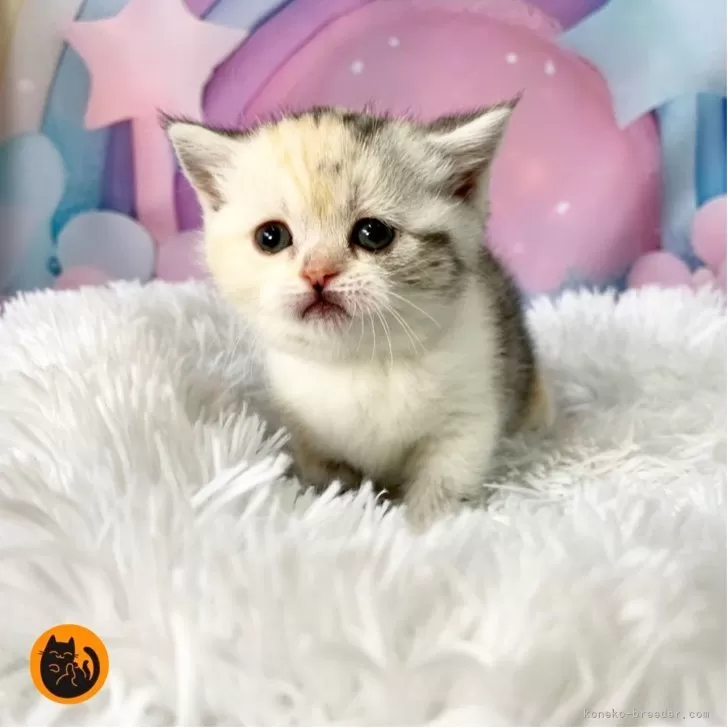 スコティッシュフォールド(立ち耳)【大阪府・女の子・2026年2月4日・シルバーパッチドタビー&amp;ホワイト】の写真1