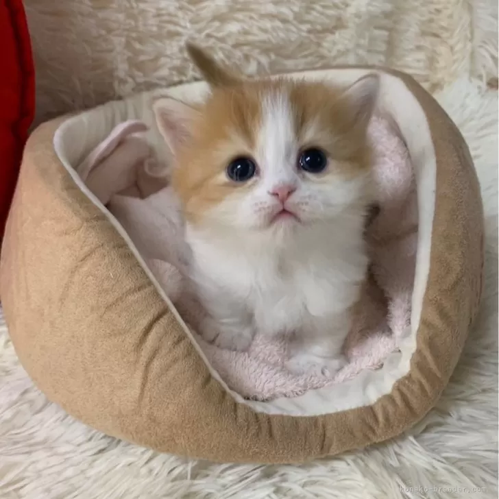 ID：2501-02668の子猫