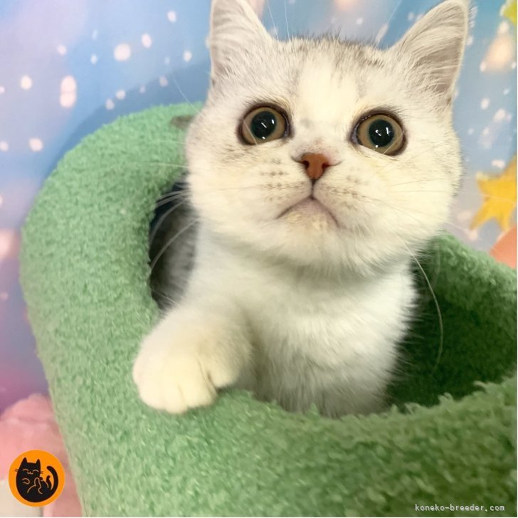 ブリーダー画像