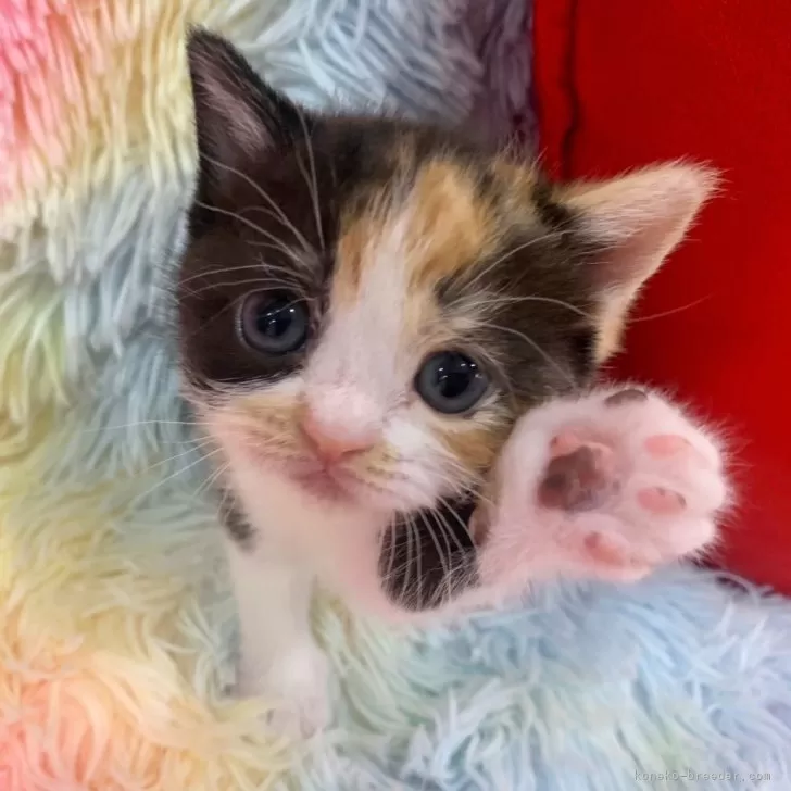 S.K 様のお迎えした子猫