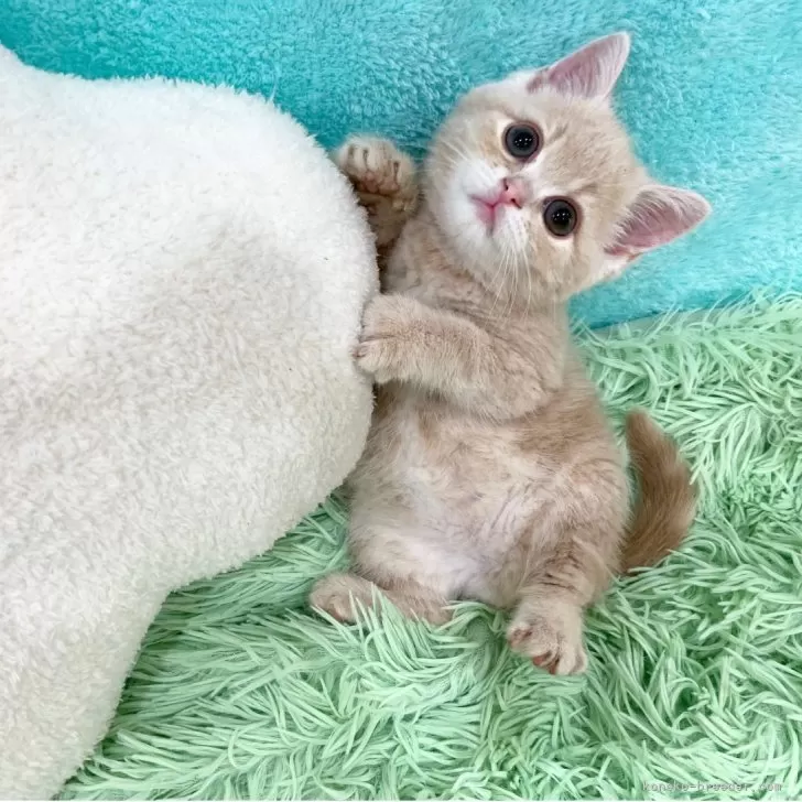 ID：2504-01834の子猫