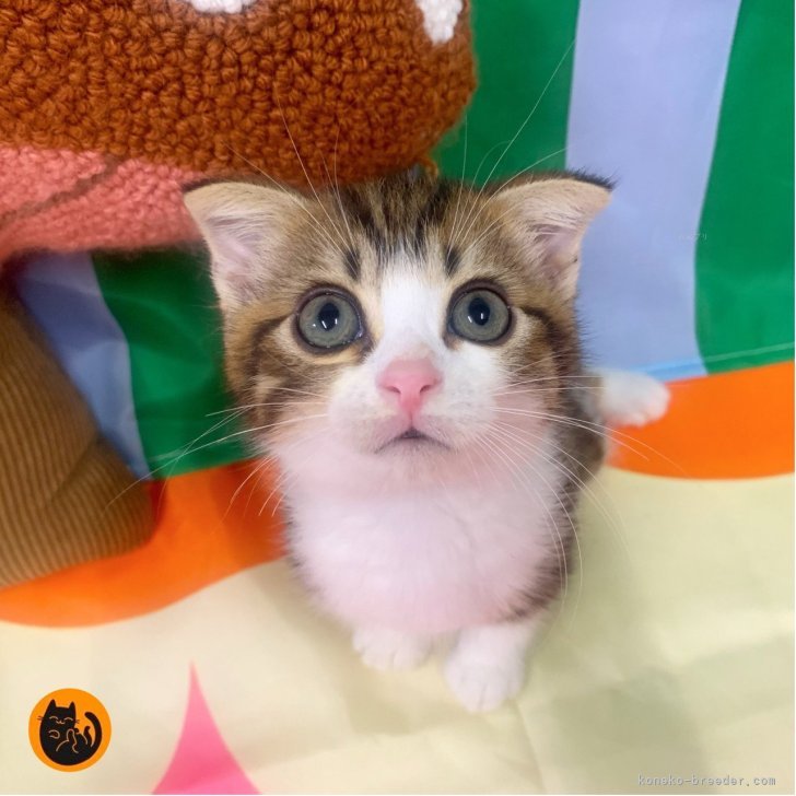 ブリーダー画像